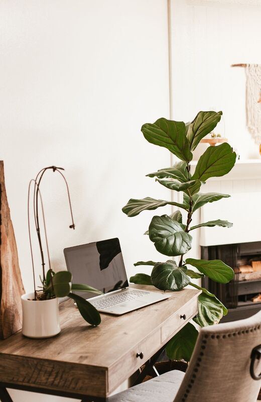 A calm home office: a laptop on a wooden desk beside a fiddle-leaf fig